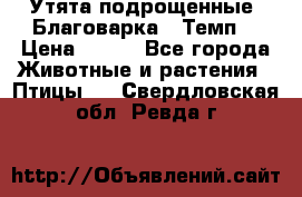 Утята подрощенные “Благоварка“,“Темп“ › Цена ­ 100 - Все города Животные и растения » Птицы   . Свердловская обл.,Ревда г.